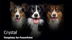  Presentation with australian - Theme having group-of-dogs-border-collie background and a black colored foreground