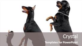  Presentation with doberman - Audience pleasing slide deck consisting of group of dogs chihuahua doberman backdrop and a gray colored foreground
