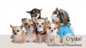  Presentation with sad dog abandoned dogs - Presentation theme consisting of group of dogs dressed-up background and a coral colored foreground