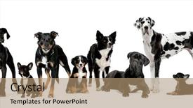  Presentation with dogs - PPT theme enhanced with group of dogs in front background and a coral colored foreground