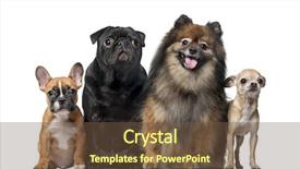  Presentation with dogs - Colorful presentation theme enhanced with group of dogs in front backdrop and a  colored foreground