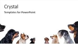  Presentation with sad dog abandoned dogs - Beautiful presentation design featuring group of dogs is looking backdrop and a white colored foreground
