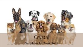  Presentation with sad dog abandoned dogs - Slide deck with group-of-dogs-of-different background and a coral colored foreground