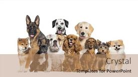  Presentation with dogs - Presentation theme with group-of-dogs-of-different background and a  colored foreground