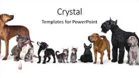  Presentation with dog - Amazing theme having group of dogs portrait backdrop and a white colored foreground