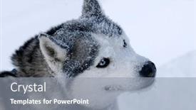  Presentation with colorado - PPT layouts with group-of-dogs-pull background and a gray colored foreground