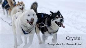  Presentation with colorado - Presentation theme consisting of group-of-dogs-pull background and a light blue colored foreground