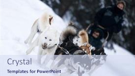  Presentation with colorado - Theme having group-of-dogs-pull background and a sky blue colored foreground