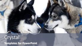  Presentation with colorado - Presentation design with group-of-dogs-pull background and a gray colored foreground