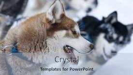  Presentation with colorado - Slide deck featuring group-of-dogs-pull background and a light blue colored foreground