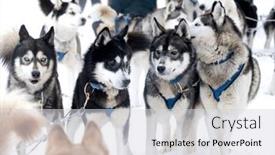  Presentation with colorado - Slide set having group-of-dogs-pull background and a light gray colored foreground