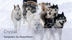  Presentation with colorado - Theme with group-of-dogs-pull background and a lemonade colored foreground