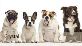  Presentation with dogs - PPT layouts enhanced with group of dogs sitting isolated background and a  colored foreground