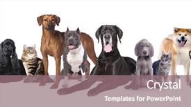  Presentation with group - Presentation theme consisting of group of dogs background and a coral colored foreground