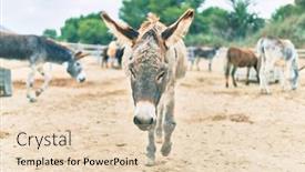  Presentation with farm - Cool new presentation design with group-of-donkeys-walking backdrop and a lemonade colored foreground