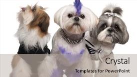  Presentation with group - PPT layouts with group of dressed and groomed background and a light gray colored foreground