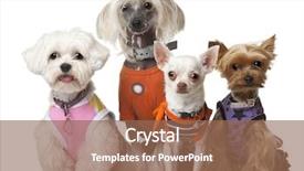  Presentation with sad dog abandoned dogs - Presentation theme having group of dressed dogs background and a coral colored foreground