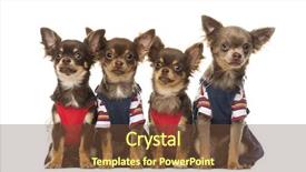  Presentation with group of wildlife crocodile isolated - Amazing slide set having group of dressed up chihuahuas backdrop and a tawny brown colored foreground
