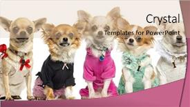  Presentation with group of wildlife crocodile isolated - Cool new PPT theme with group of dressed up chihuahuas backdrop and a lemonade colored foreground