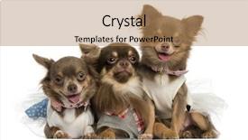  Presentation with summer camp group of diverse - PPT theme enhanced with group of dressed-up chihuahuas background and a coral colored foreground