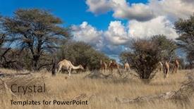 Presentation with walking - Slide deck with group-of-dromader-camels-walking background and a coral colored foreground