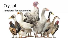  Presentation with geese - Colorful presentation design enhanced with group of ducks geese backdrop and a white colored foreground