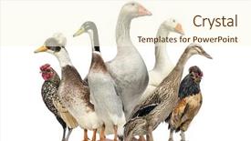  Presentation with geese - Slides featuring group of ducks geese background and a cream colored foreground