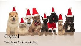  Presentation with dogs cats - Presentation theme having group of eight adorable santa background and a  colored foreground