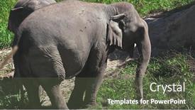  Presentation with animal conservation - Theme featuring group-of-elephant-in-jungle background and a tawny brown colored foreground