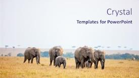  Presentation with africa safari - Colorful PPT theme enhanced with group-of-elephants-in-safari backdrop and a sky blue colored foreground