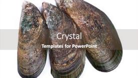  Presentation with shells - Beautiful slide deck featuring group-of-empty-opened-mussel backdrop and a tawny brown colored foreground