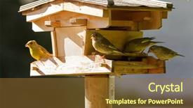  Presentation with dried food - PPT theme featuring group of european greenfinch yellowish background and a tawny brown colored foreground