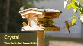  Presentation with dried food - Theme having group of european greenfinch yellowish background and a tawny brown colored foreground