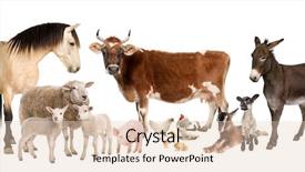  Presentation with chicken - Audience pleasing theme consisting of group of farm animals cow backdrop and a lemonade colored foreground