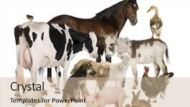  Presentation with rabbit - Amazing slide set having group of farm animals horse backdrop and a soft green colored foreground