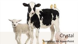  Presentation with farm - Beautiful presentation theme featuring group of farm animals isolated backdrop and a lemonade colored foreground