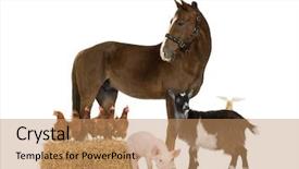  Presentation with animals - Theme consisting of group of farm animals isolated background and a coral colored foreground