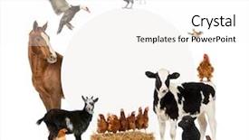  Presentation with animals - Amazing theme having group of farm animals surrounding backdrop and a white colored foreground