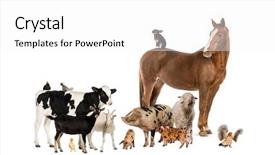  Presentation with animals - PPT theme having group of farm animals background and a white colored foreground