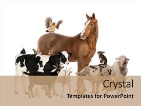 PowerPoint Template: group of farm animals (jimoklmok)