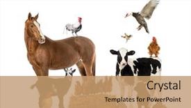  Presentation with animal - Beautiful slides featuring group of farm animals backdrop and a coral colored foreground