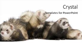  Presentation with group of sports balls - Colorful presentation theme enhanced with group of ferrets in front backdrop and a white colored foreground
