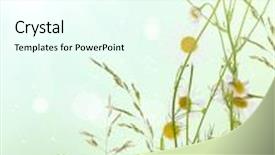  Presentation with chamomile - Presentation consisting of group of fine chamomile flowers on light background background and a cool aqua colored foreground