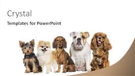  Presentation with dogs - Slide set having group-of-five-different-breeds background and a  colored foreground