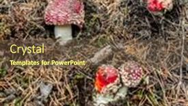  Presentation with needles - Amazing presentation theme having group of fly agaric muushrooms growing among conifer needles backdrop and a tawny brown colored foreground