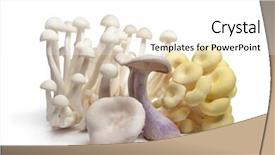  Presentation with mushrooms - Colorful PPT layouts enhanced with group of fresh edible mushrooms backdrop and a white colored foreground