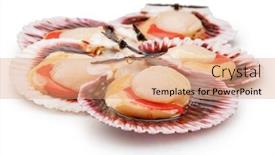  Presentation with coral - PPT theme having group-of-fresh-opened-scallop background and a  colored foreground