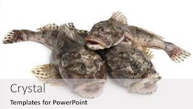  Presentation with group - Slide deck having group-of-fresh-raw-cottidae background and a light gray colored foreground