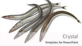  Presentation with white sand - Colorful presentation theme enhanced with group-of-fresh-raw-lesser backdrop and a white colored foreground