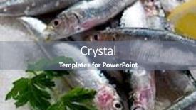  Presentation with sardines - Cool new presentation design with group of fresh sardines over salt backdrop and a gray colored foreground
